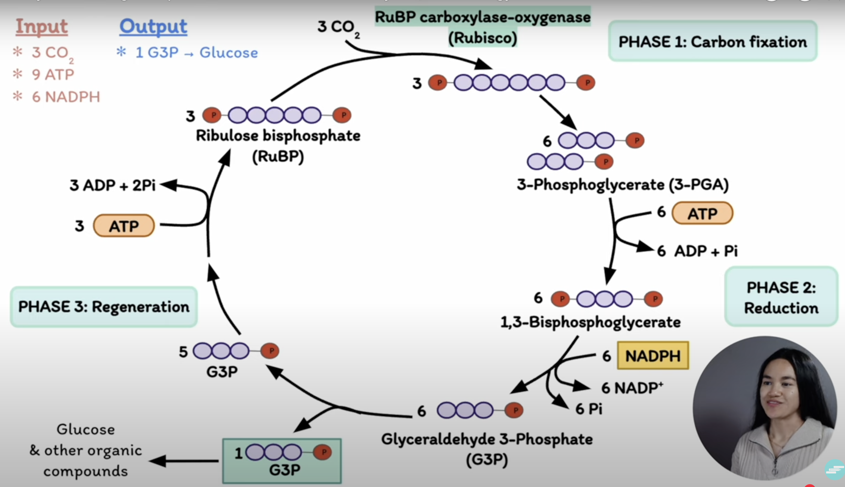 <p><strong>It's the cycle that fixes CO2 into sugars using ATP and NADPH from the light reactions.</strong></p><p><strong>It occurs in three phases:</strong> <strong>carboxylation, reduction, and regeneration. </strong></p>