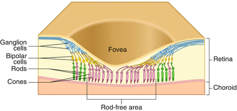 <p>region in the center back of the eye; <strong>has a high density of cones</strong> </p>