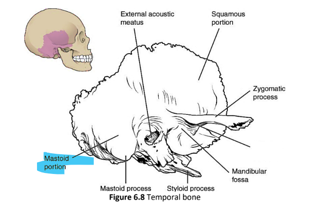 <p>mastoid portion</p>