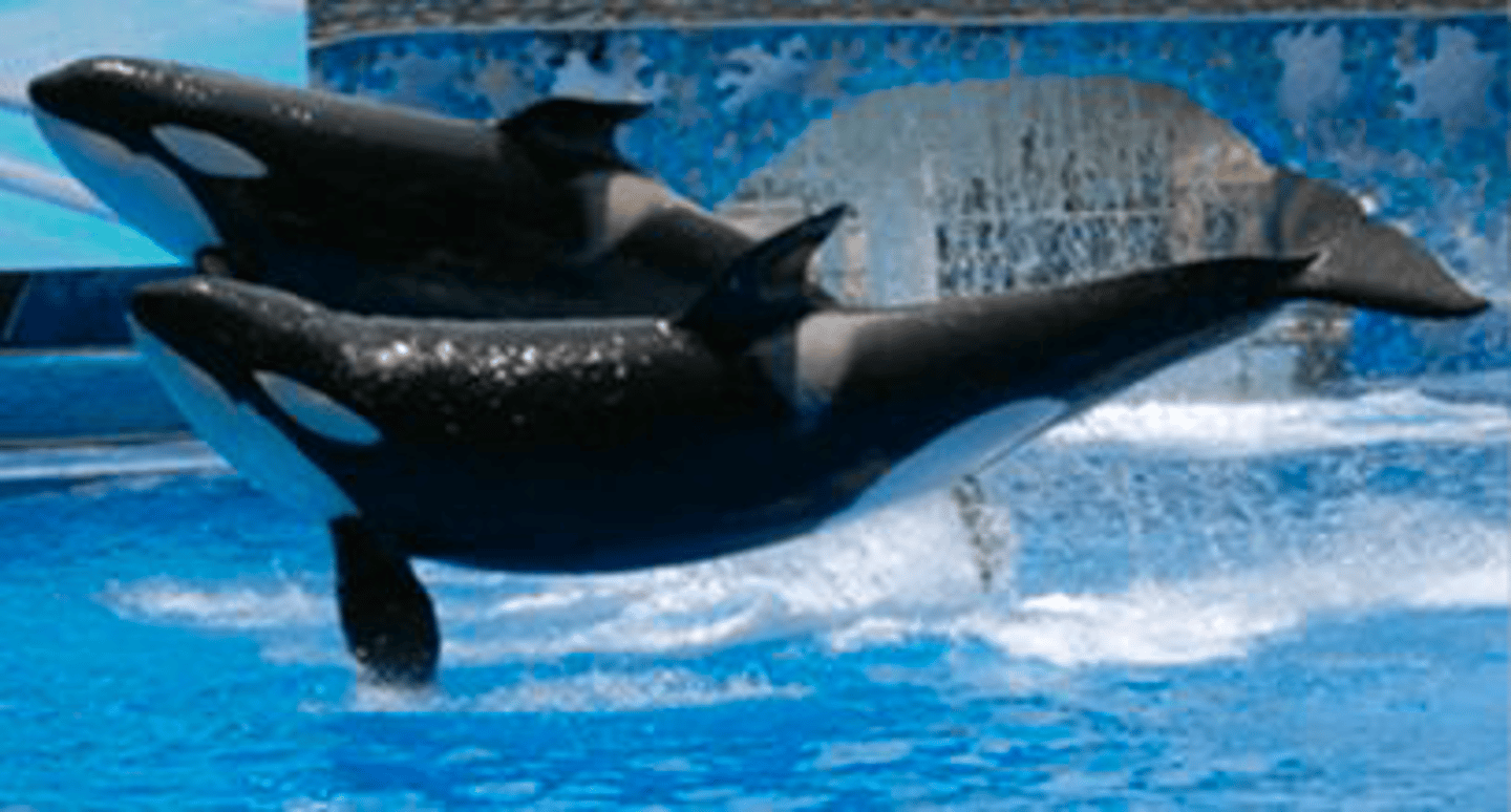 <p>Identify the species shown:</p>
