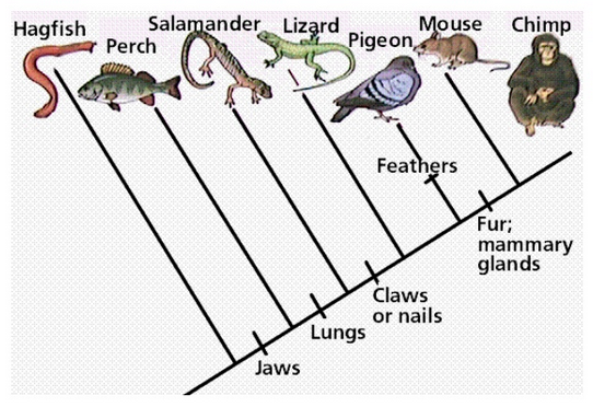 <p>any type of phylogenetic tree where the tips all line up with each other</p><p>branched lengths are irrelevant, don’t convey any information</p>
