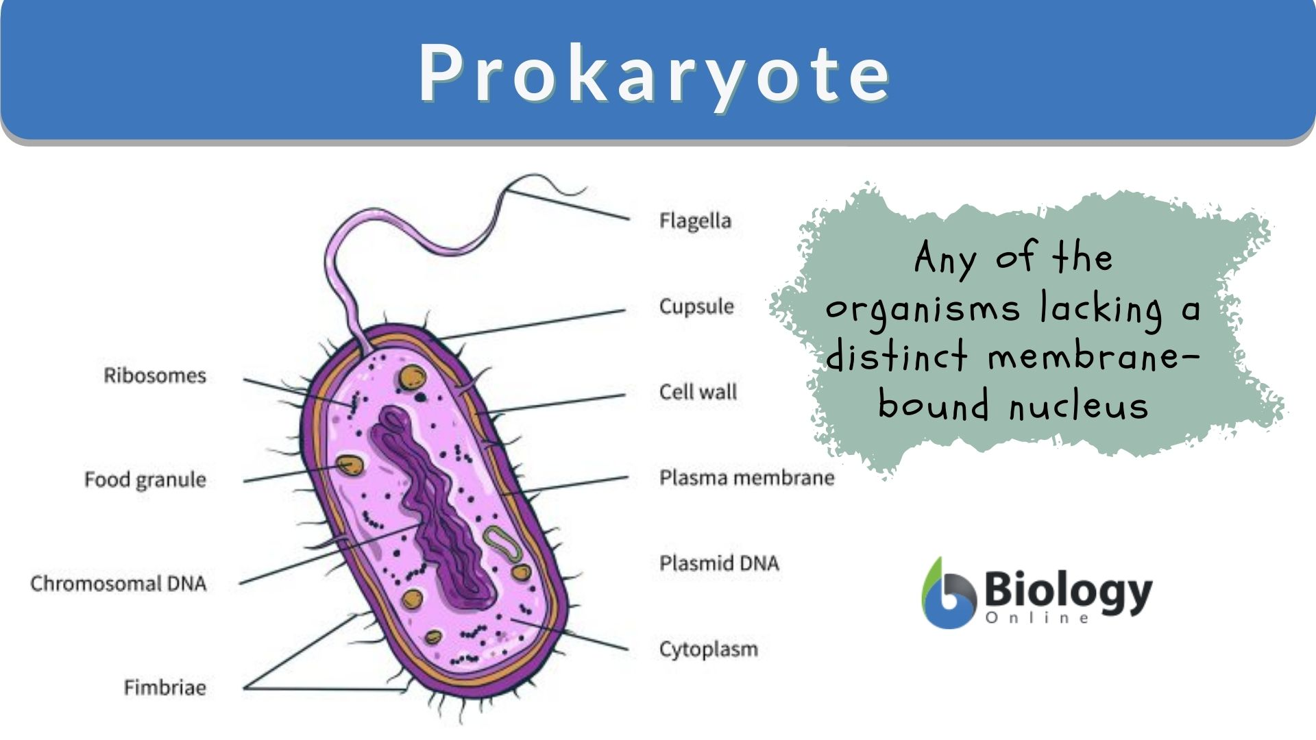 <p><span>A simple, single-celled organism that does NOT have a nucleus or other complex structures enclosed in membranes. Its DNA floats freely. Examples include bacteria.</span></p>