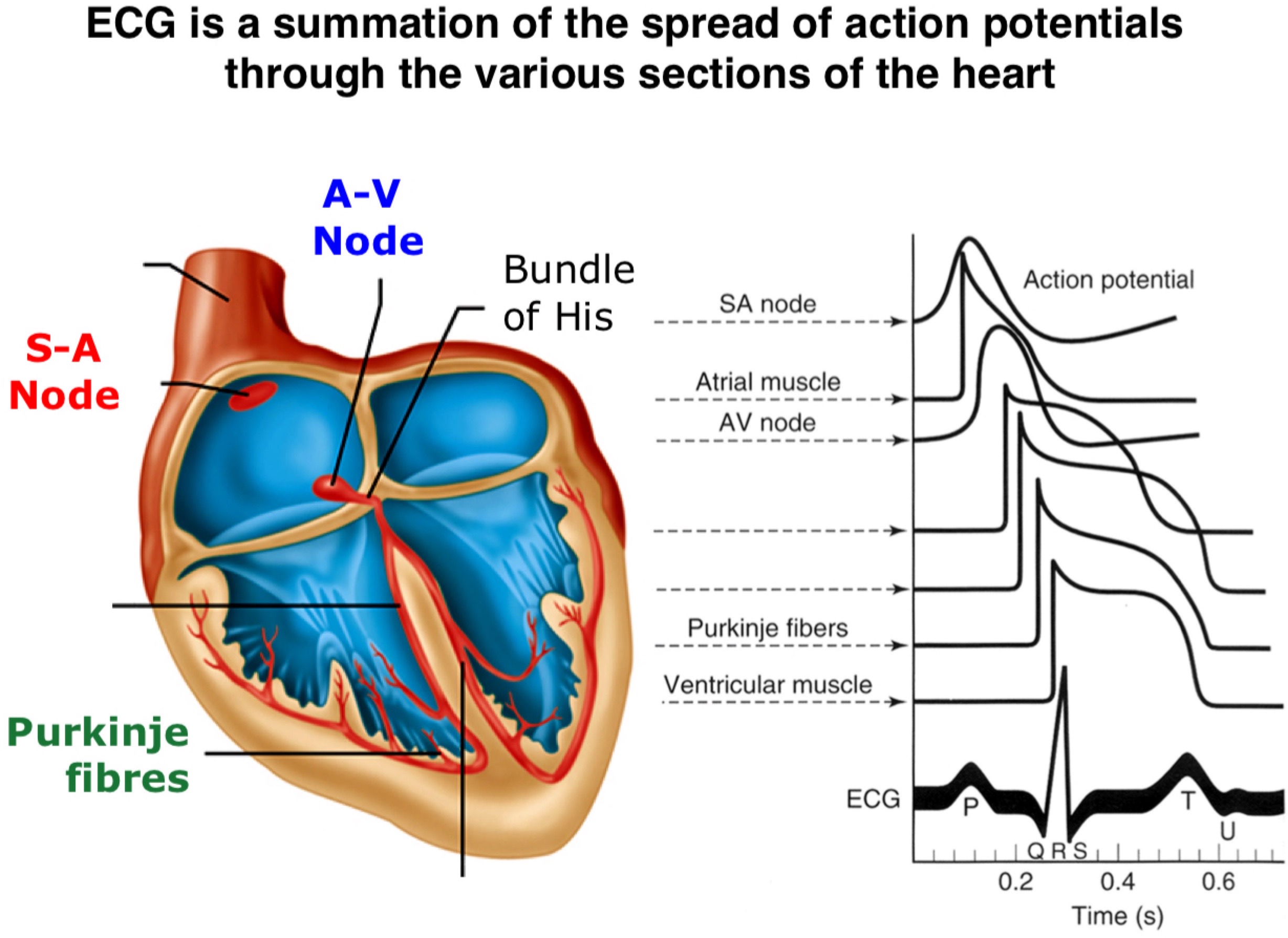 = is a summation of the spread of action potential through the various sections of the heart 