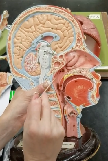 <p>Name of top portion of pharynx</p>