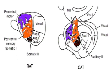 <ul><li><p>another way of mapping primary cortex</p></li><li><p>close mirror relationship between sensory + motor maps</p></li><li><p>multiple maps: maps reflect sensory-motor specialization</p></li><li><p>purple = motor cortex maps, orange = somatosensory cortex maps</p></li><li><p></p></li></ul><p></p>