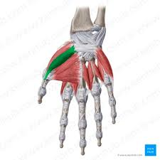 <ol><li><p>identify this muscle,</p></li></ol><p>2. its origin(s),</p><p>3. its insertion(s),</p><ol start="4"><li><p>action(s)</p></li></ol><p></p>