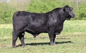 <ul><li><p>originated in U.S.</p></li><li><p>maternal</p></li><li><p>American</p></li><li><p>heat tolerant, maternal instincts</p></li></ul><p></p>