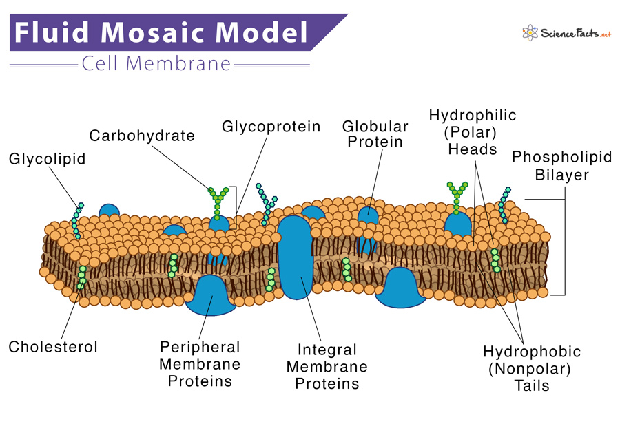 <p>States that a membrane is a fluid structure (phospholipids and unanchored proteins can move around) with a mosaic of various proteins embedded in it</p>