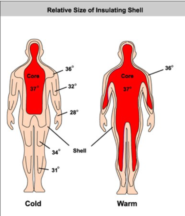 <ul><li><p>Core (organs within skull and thoracic and abdominal cavities) has highest temperature</p><ul><li><p>Rectal temperature is best clinical indicator</p></li></ul></li><li><p>Shell (skin) has lowest temperature </p><ul><li><p>Fluctuates between 20<span>°</span>C and 40<span>°</span>C</p></li></ul></li><li><p>Core temperature is regulated and is fairly constant.</p><ul><li><p>Blood is major agent of heat exchange between core and shell</p></li></ul></li></ul><p></p>