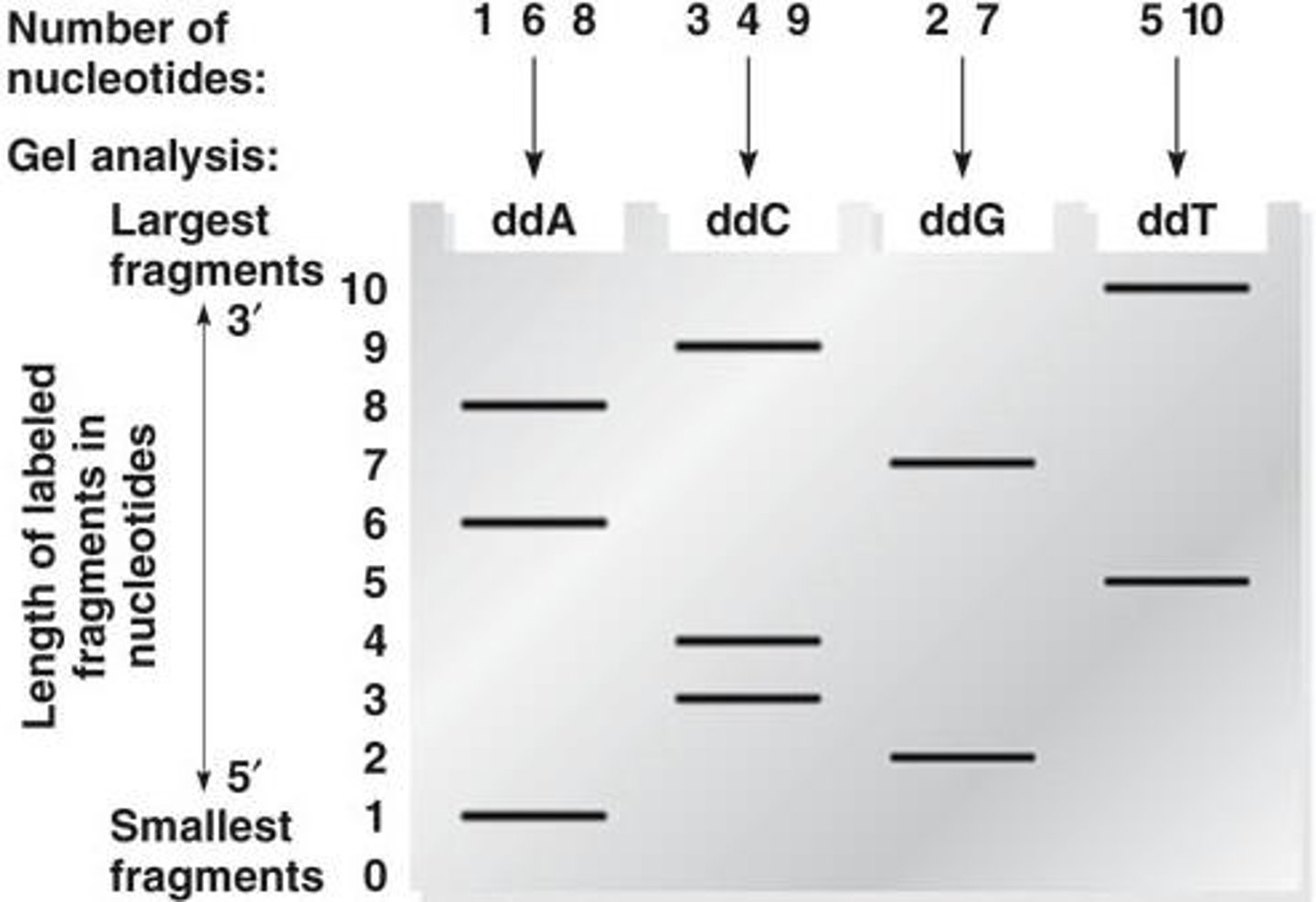 <p>The sequence is read from bottom to top (5' to 3') on a polyacrylamide gel.</p>