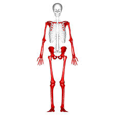 <p>Skeletal division of limbs and girdles (pectoral/pelvic).</p>