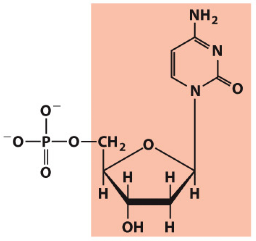 <p>What molecule is this? Give the nucleotide and nucleoside names as well as the 3 symbols that represent it</p>