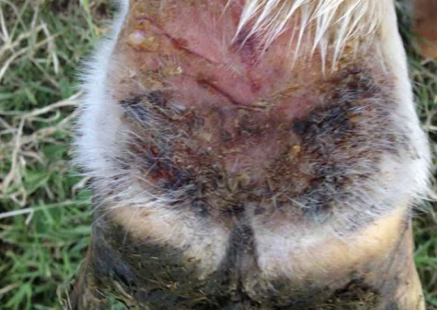 <p><em>Staphylococcus</em> (coagulase +) or <em>Streptococcus</em> spp. infect disrupted skin. Lesions: crusting, pruritus, alopecia, often under tack or on pasterns → mud fever</p>