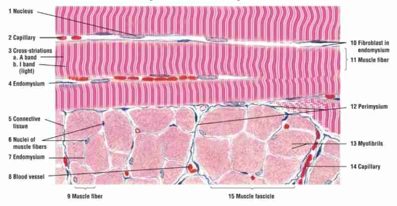 <p>Voluntary control, multinucleated cells, and striations.</p>