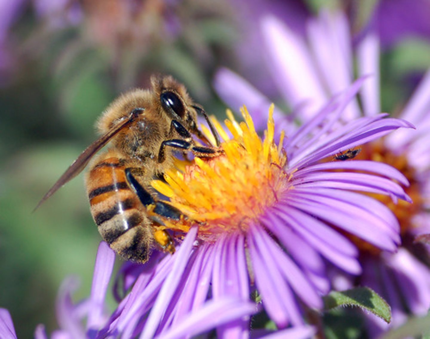 <p>Yellow, blue, purple, white. UV patterns on corolla (on petals) the Nexctar guides the bees. Flat, open, or bilaterally symmetric. "feeding anthers"</p>