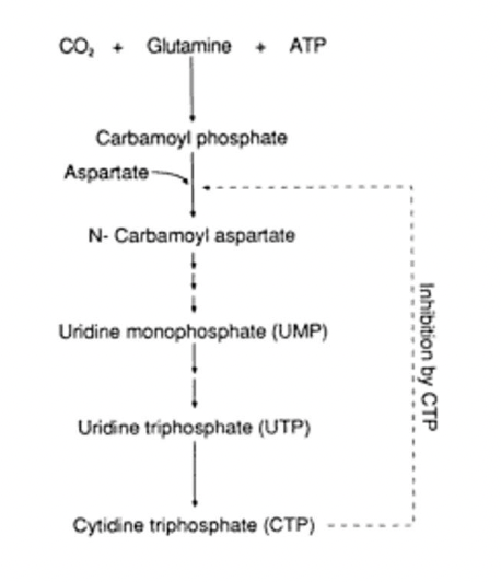 * this reduces waste 
* resources are conserved
* an enzyme catalyzes an early step in a multistep pathway and is inhibited by the final product of the pathway
* Allosteric inhibition is a good way of providing Negative Feedback in a metabolic pathway, that is, turning off a metabolic pathway using the end product as a cue. 
* Enzyme 1 is allosterically modulated by the end product, E. 
* In this way, the cell does not waste resources and energy by proceeding through this whole pathway if it does not need any of product E. 
  * This is illustrated by the enzyme aspartate transcarbamylase (ATCase). 
  * The ATCase enzyme is used in the second step in this pathway. CTP is a negative modulator of this enzyme. As a result, if the concentration of CTP is high in the cell, the cell does not need to make any more. It is the presence of CTP itself that prevents the production of too much CTP. 
* This also prevents the unnecessary expense of glutamine and ATP in the cell.