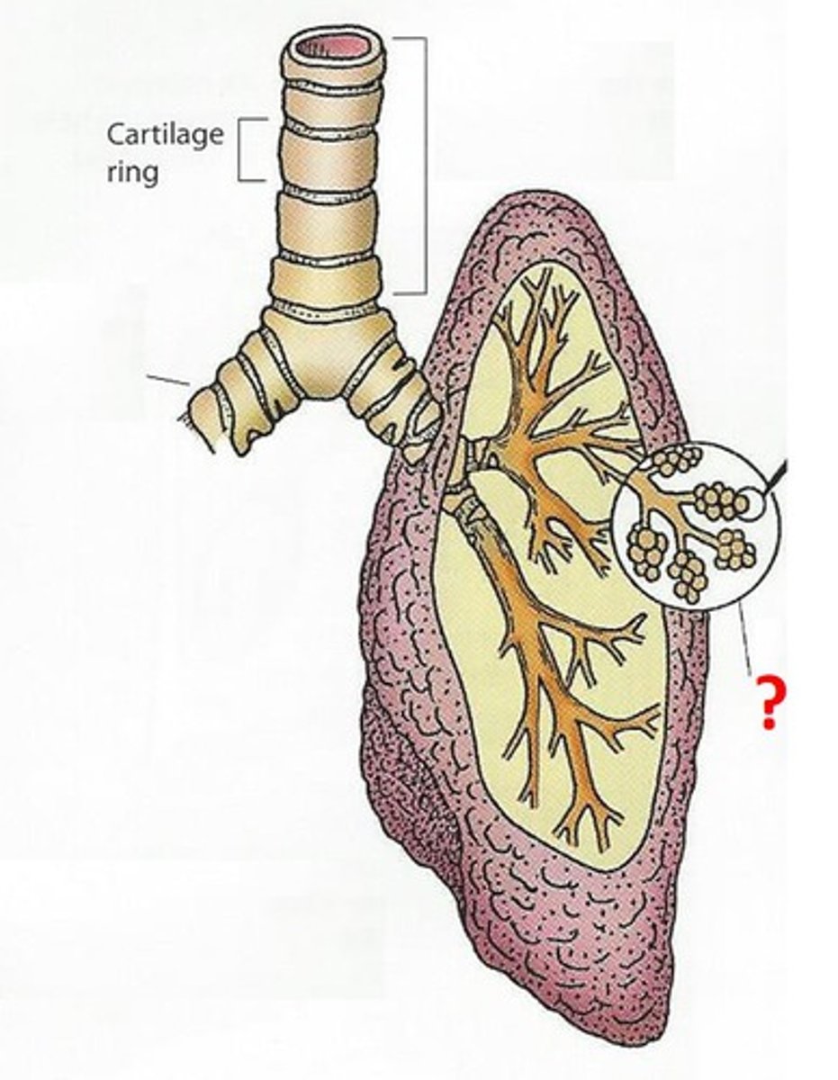 <p>Tiny sacs of lung tissue specialized for the movement of gases between air and blood</p>