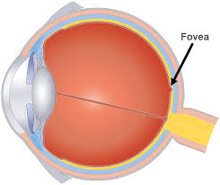 <p>small pit located in center of retina:<br>highest concentration of cone cells, Responsible for sharp central vision + detailed visual acuity (sharpness), Part of eye where you focus on an object directly</p>