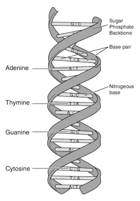 <p>Labeled phosphorous (DNA was tagged with a radioactive isotope)</p>