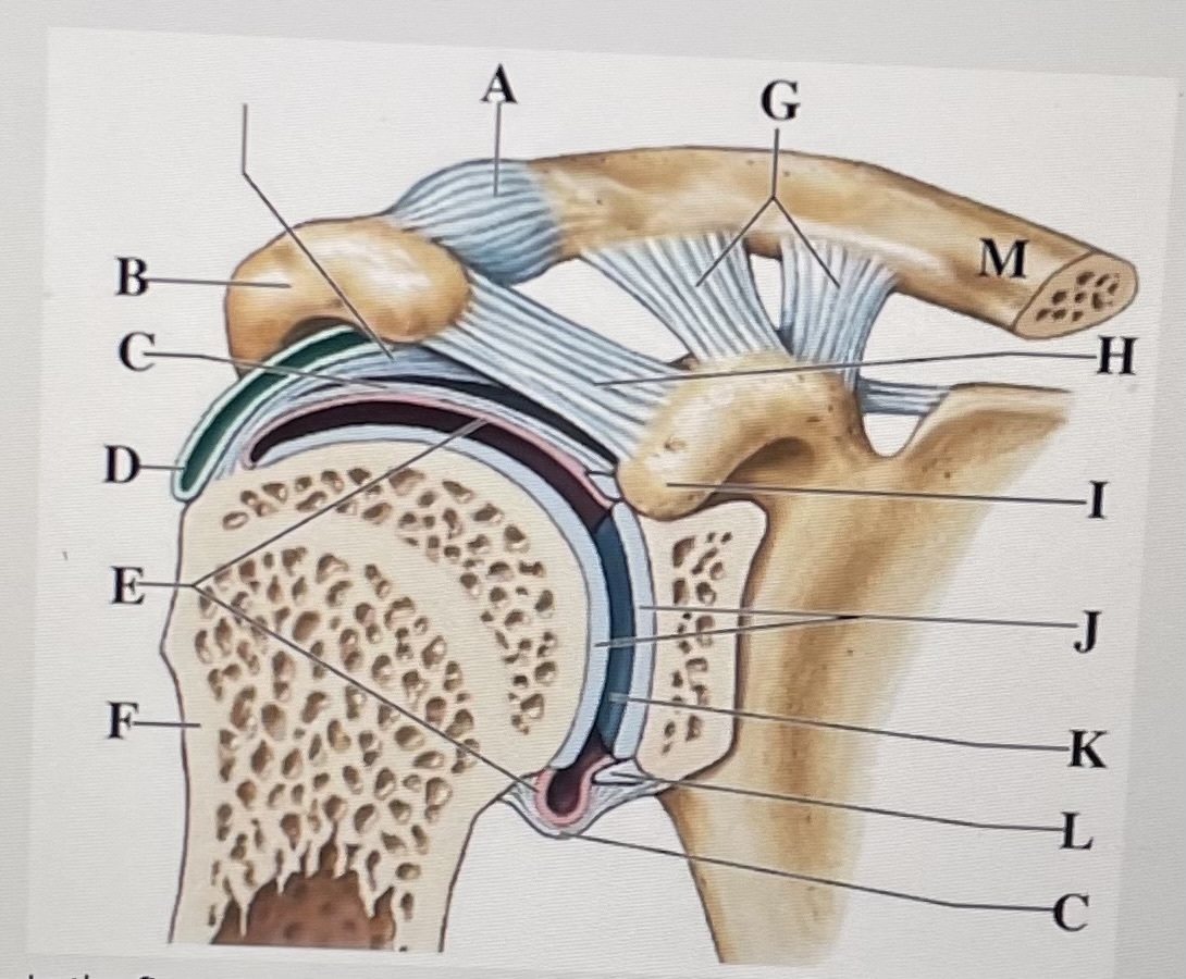 In the figure above,  *is the coraco-acromial ligament and* _ is the synovial membrane 