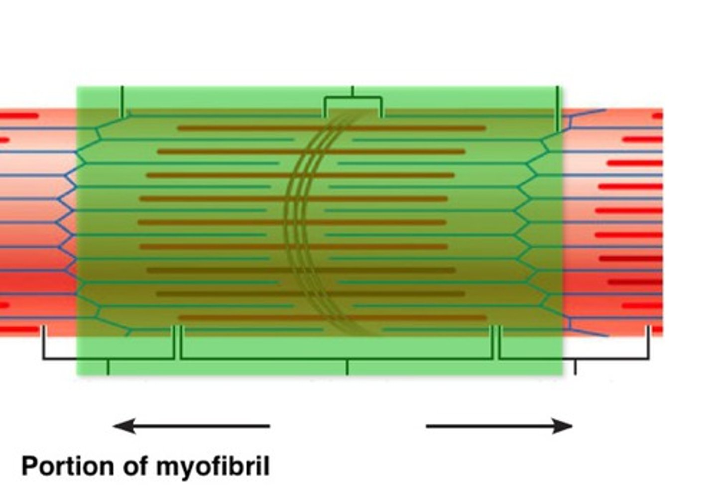 <p>The functional unit of the Myofibril - where contraction takes place</p>