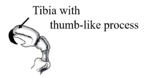 <p>Name what insect leg this is, its order/s and its function</p>