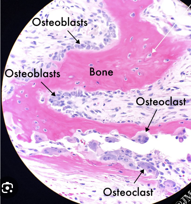 <ul><li><p>osteoblasts: edge of bone for bone generation</p></li><li><p>osteoclasts: centre of bone for bone resorption</p></li></ul><p>bone cells in general: osteocytes </p>