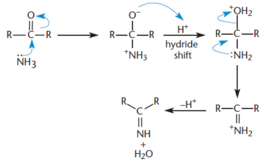 <p>a compound with a nitrogen atom double-bonded to a carbon atom; Ammonia is added to the carbonyl, resulting in the elimination of water and generation of an imine</p>