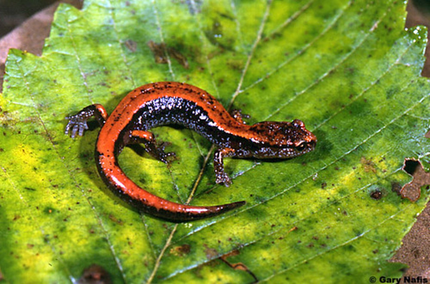 <p>Western Red-backed Salamander</p>