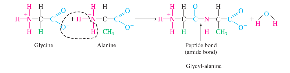 <p>an amide bond between the a-amino group of one amino acid and the carboxylic acid of another amino acid eliminating a molecule of water</p>