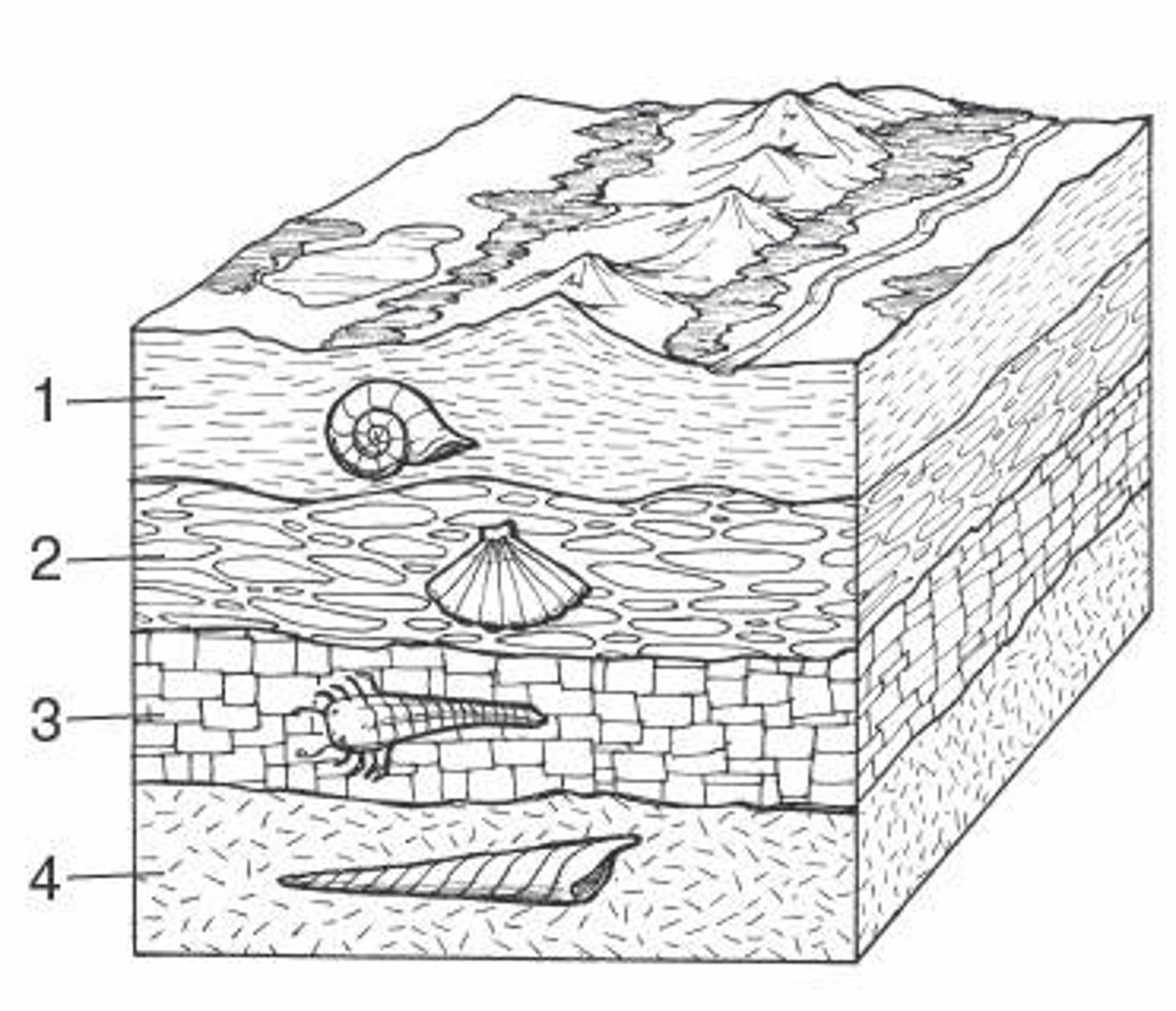 <p>Which fossil is youngest?</p><p>A. 1 B. 2 C. 3 D. 4</p>