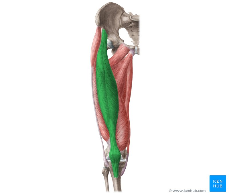 <p>Rectus Femoris</p>