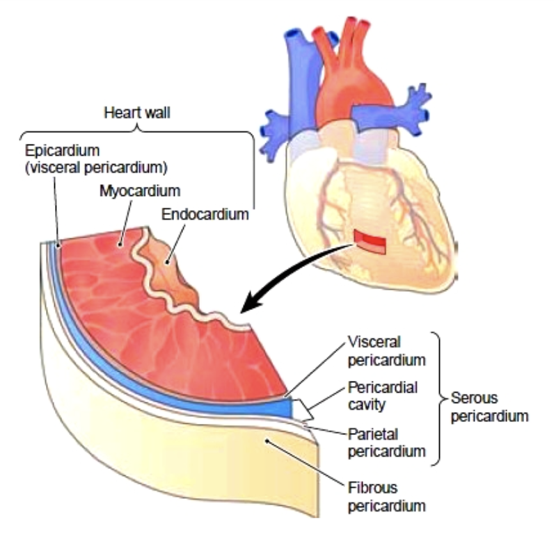 <ul><li><p><strong>Epicardium:</strong> </p><ul><li><p>Outer layer</p></li></ul></li><li><p><strong>Myocardium: </strong></p><ul><li><p>Thick bundles of cardiac muscle</p></li><li><p>The layer that contracts</p></li></ul></li><li><p><strong>Endocardium:</strong></p><ul><li><p>Thin sheet that lines the heart chambers</p></li></ul></li></ul>