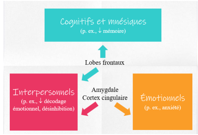 <ul><li><p>Dépresseurs : effet CT = soulagement ; LT = dépression et anxiété</p></li><li><p>Stimulants : CT = euphorie et énergie (souvent utilisée pour la performance) ; LT = fatigue intense, paranoia, dépression, troubles de personnalité</p></li><li><p>Perturbateurs : Effet CT : altération des états de conscience ; LT possible : anxiété, dissociation et psychose</p></li><li><p>Voir image </p></li><li><p>Altérations mnésiques : </p><ul><li><p>Lobes frontaux : </p><ul><li><p>Baisse attention, mémoire et planification</p></li><li><p>Baisse inhibition (ex : comportement de consommation)</p></li></ul></li></ul></li><li><p>Altérations émotionnelles et interpersonnelles (dues ;a des difficultés sur le plan du décodage émotionnel) : </p><ul><li><p>Aires sous-corticales (dont l’amygdale) : </p><ul><li><p>Augmentation identifications erronées, surestimation des expressions faciales négatives (colère), alexithymie</p></li></ul></li><li><p>Cortex cingulaire : </p><ul><li><p>Augmentation de la perception du rejet social</p></li></ul><p></p></li></ul></li></ul><p></p>