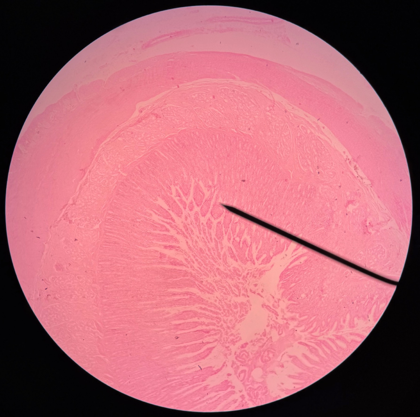 <p>Organ?</p><p>Region?</p>