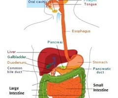 <p>+mouth at the oral cavity</p>