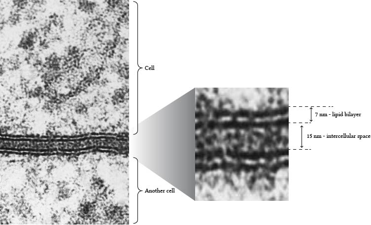 <p>Cell membrane / Plasma membrane</p>