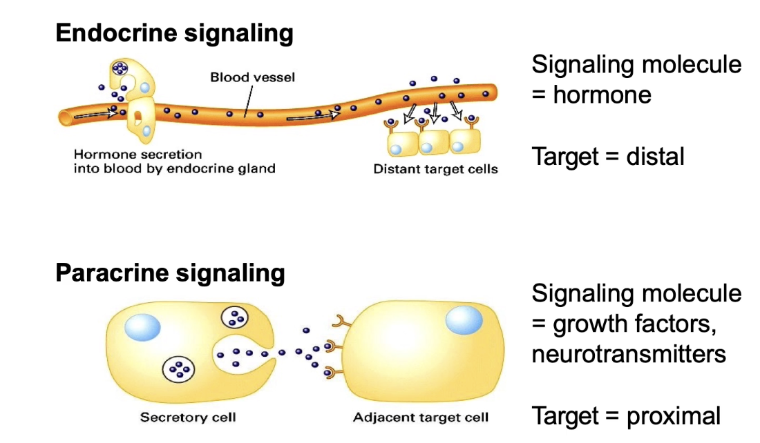<ul><li><p><strong>Endocrine signaling:</strong></p><ul><li><p>Signals (usually hormones) secreted into <strong>circulatory system</strong></p></li><li><p>Signal reaches <strong>distant target cells</strong> throughout body</p></li><li><p>Many different tissues can respond simultaneously</p></li><li><p>Signaling and target cells are <strong>far apart</strong></p></li></ul></li><li><p><strong>Paracrine signaling:</strong></p><ul><li><p>Signals released into <strong>extracellular space</strong></p></li><li><p>Affect <strong>nearby neighboring cells</strong></p></li><li><p>Common signals: <strong>growth factors, neurotransmitters</strong></p></li><li><p>Signaling and target cells are <strong>close together</strong></p></li></ul></li></ul><p></p>