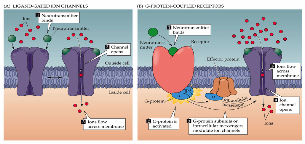 <p><strong>Ligand-Gated Ion Channels (Faster, Ionotropic Receptors)</strong></p><ul><li><p>Neurotransmitter binding opens ion channels, allowing ion movement across the membrane.</p></li><li><p>The channel will have selectivity but the direction of flow of ions will depend on the electrochemical gradient</p></li><li><p>These are allow neurotransmitters to be fast as they are almost like an on/off switch</p></li></ul><p><strong>G-Protein-Coupled Receptors (Slower, Metabotropic Receptors)</strong></p><ul><li><p>Neurotransmitter binding to the receptor activates G-proteins, modulating ion channels </p></li><li><p>Most neurotransmitters work via both ionotropic and metabotropic receptors but metabotropic receptors are slower and allow for modulation</p></li></ul><p></p>