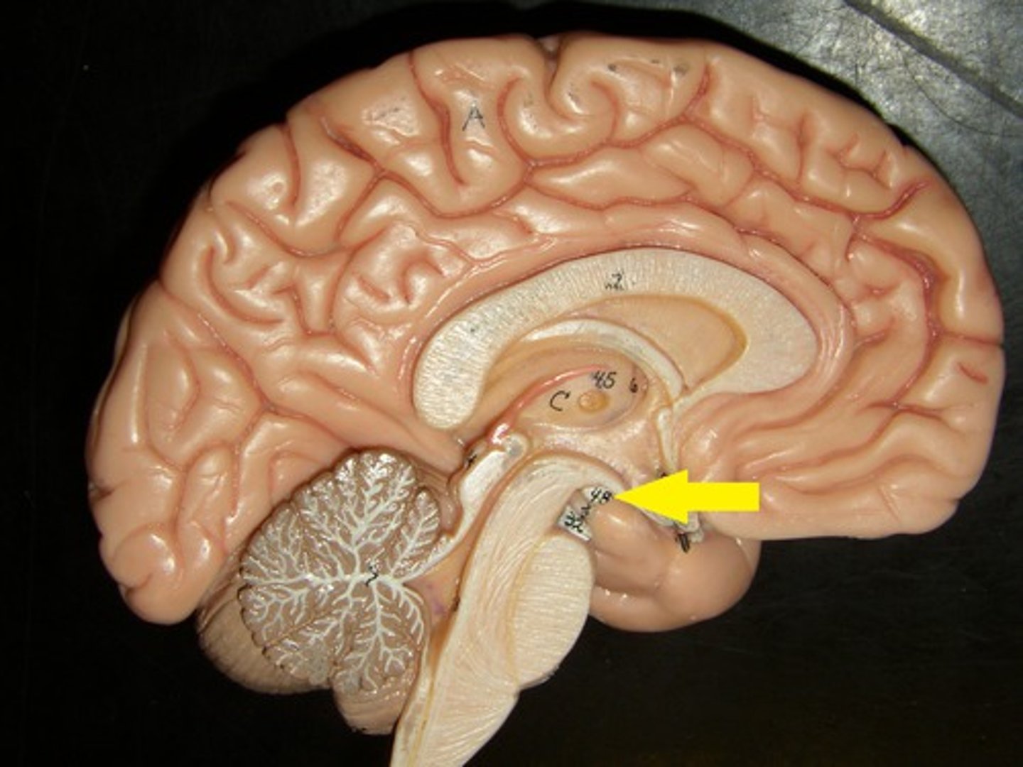 knowt flashcard image