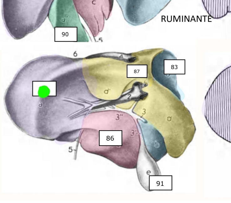 <p>Ruminante</p>