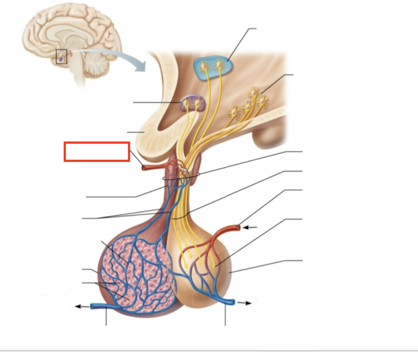 <p>What structure is highlighted?</p>