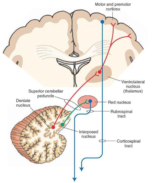 <p>dentate nucleus</p>