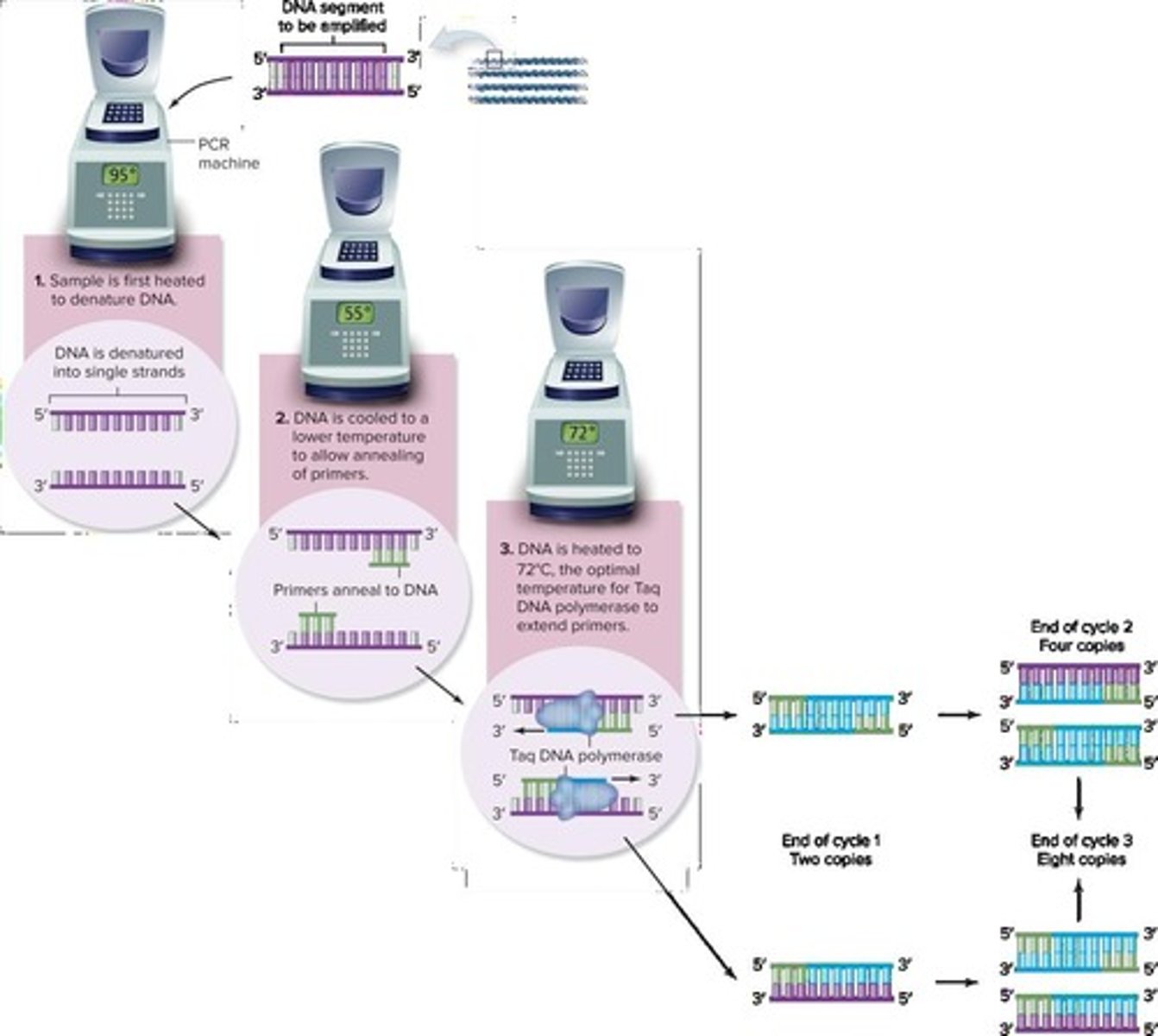 <p>A technique that creates billions of copies of a specific DNA segment in a test tube.</p>