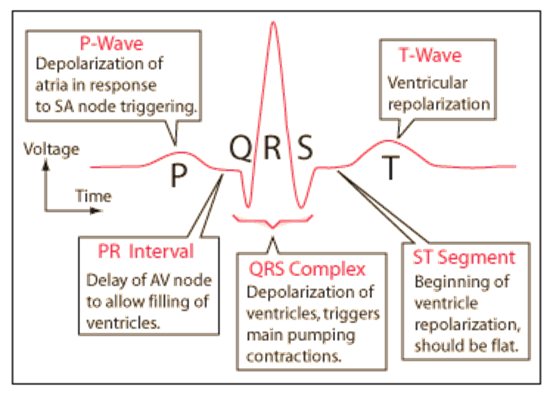 <p>AVN delay</p><p>No deflection, no net current flow </p>