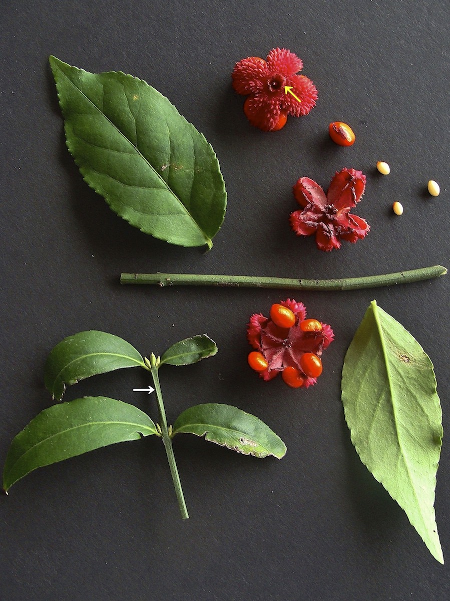 <p>bush</p><p>Twig: Square, green, matte, winged</p><p>Leaf: simple, smooth</p><p>Fruit: red capsule</p>