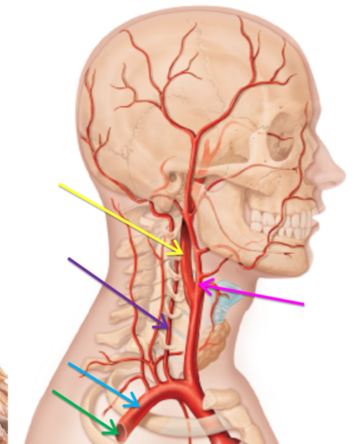 <p>What is the artery highlighted pink? </p>