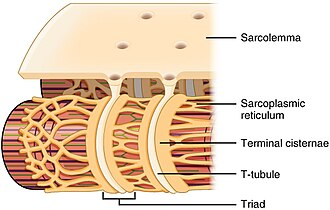 <p>Enlarged areas of SR adjacent to t-tubules that help with the storage of Ca2+ ions at rest and the release of Ca2+ ions during contraction&nbsp;</p>