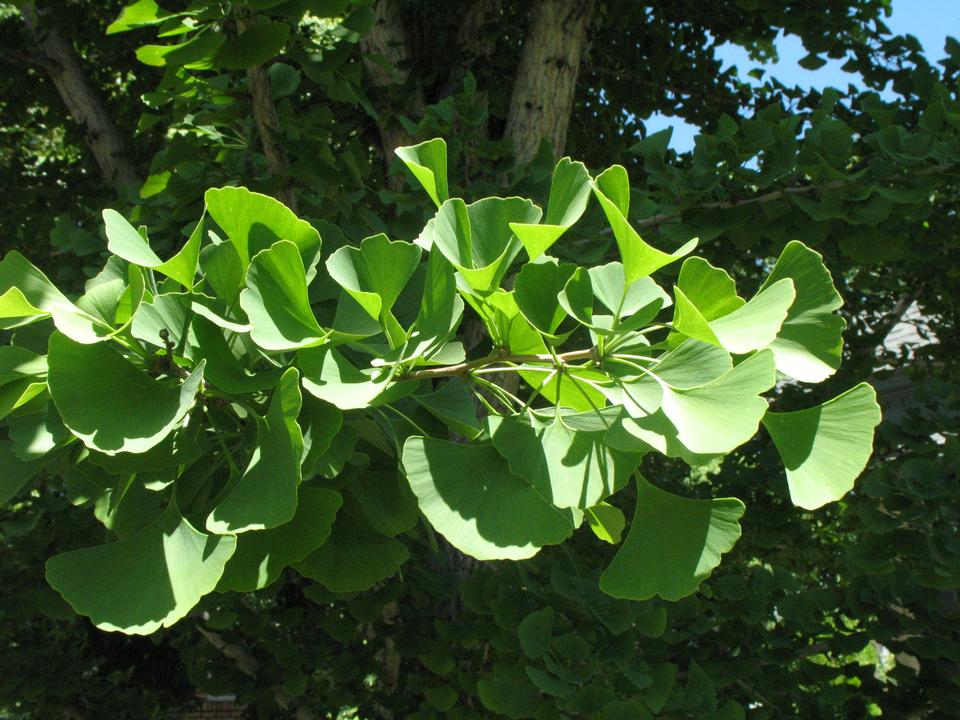 <p>Gymnosperm, only extant species in its division and class, evolutionarily isolated, stump sprouters, fast-growing but live long, leaves are fan-shaped and often two-lobed, venation comes from one point and petioles are long, large spur shoots form after one year of growth, females produce seeds with fleshy outer coat that are not true fruits and smell like death</p>