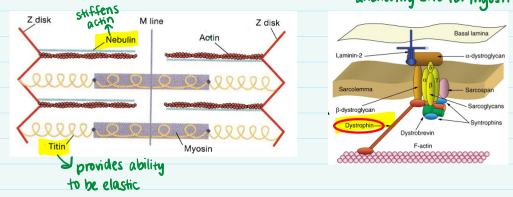 <p><strong>Myomesin- </strong>protein that creates anchoring site for myosin</p><p><strong>Dystrophin- </strong>keeps actin filaments aligned with sarcolemma</p><p><strong>Titin-</strong> provides ability to be elastic</p><p><strong>Nebulin-</strong> stiffens actin</p>